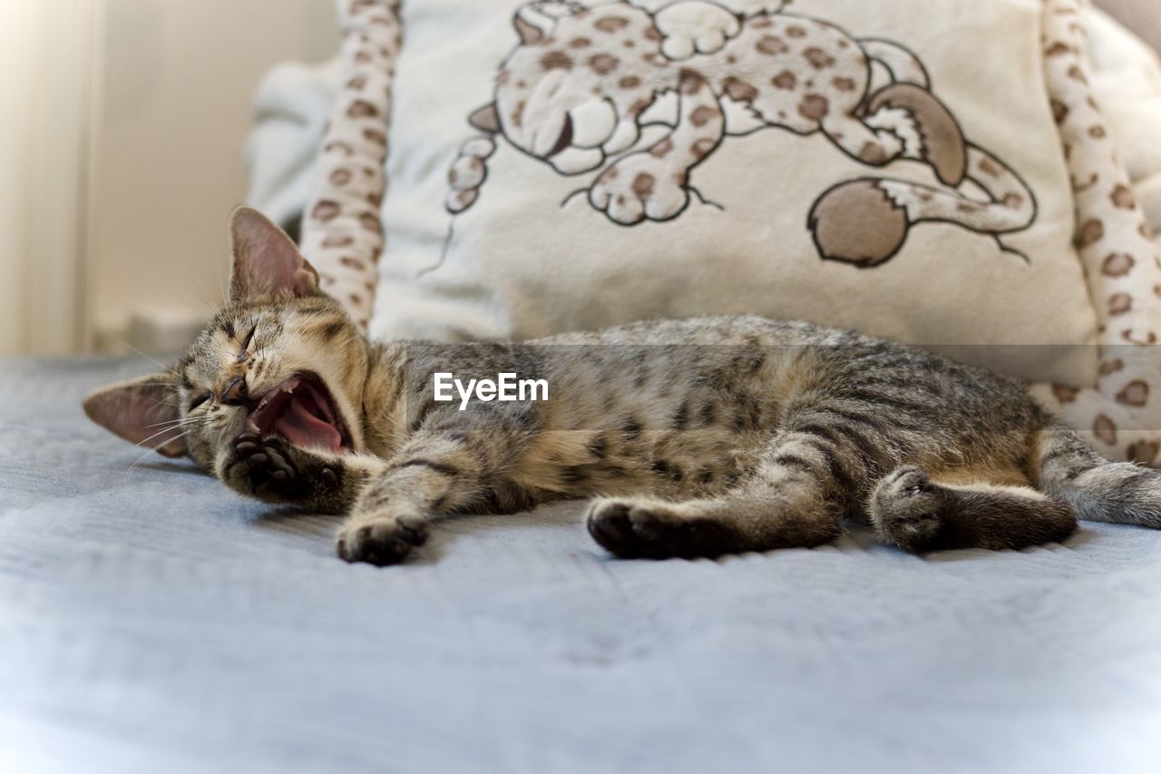 animal, animal themes, cat, mammal, pet, domestic animals, domestic cat, feline, relaxation, one animal, felidae, lying down, indoors, whiskers, small to medium-sized cats, furniture, sleeping, no people, kitten, resting, home interior, domestic room, bed, selective focus, carnivore