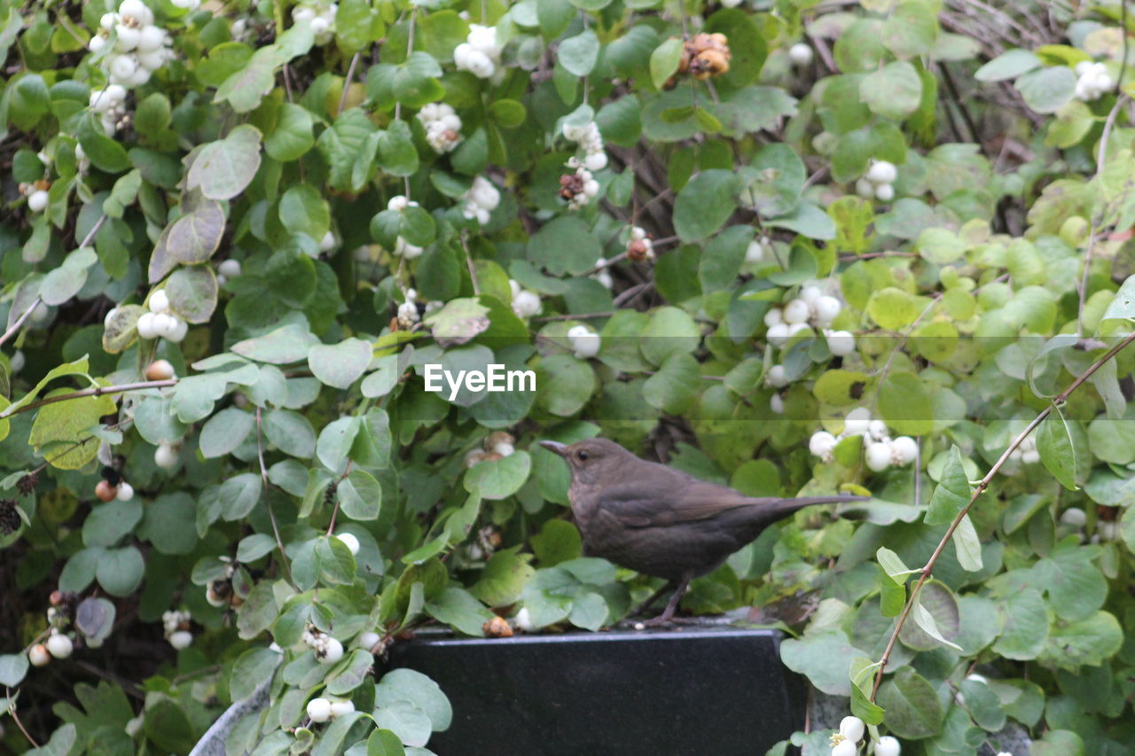 BIRDS PERCHING ON PLANT