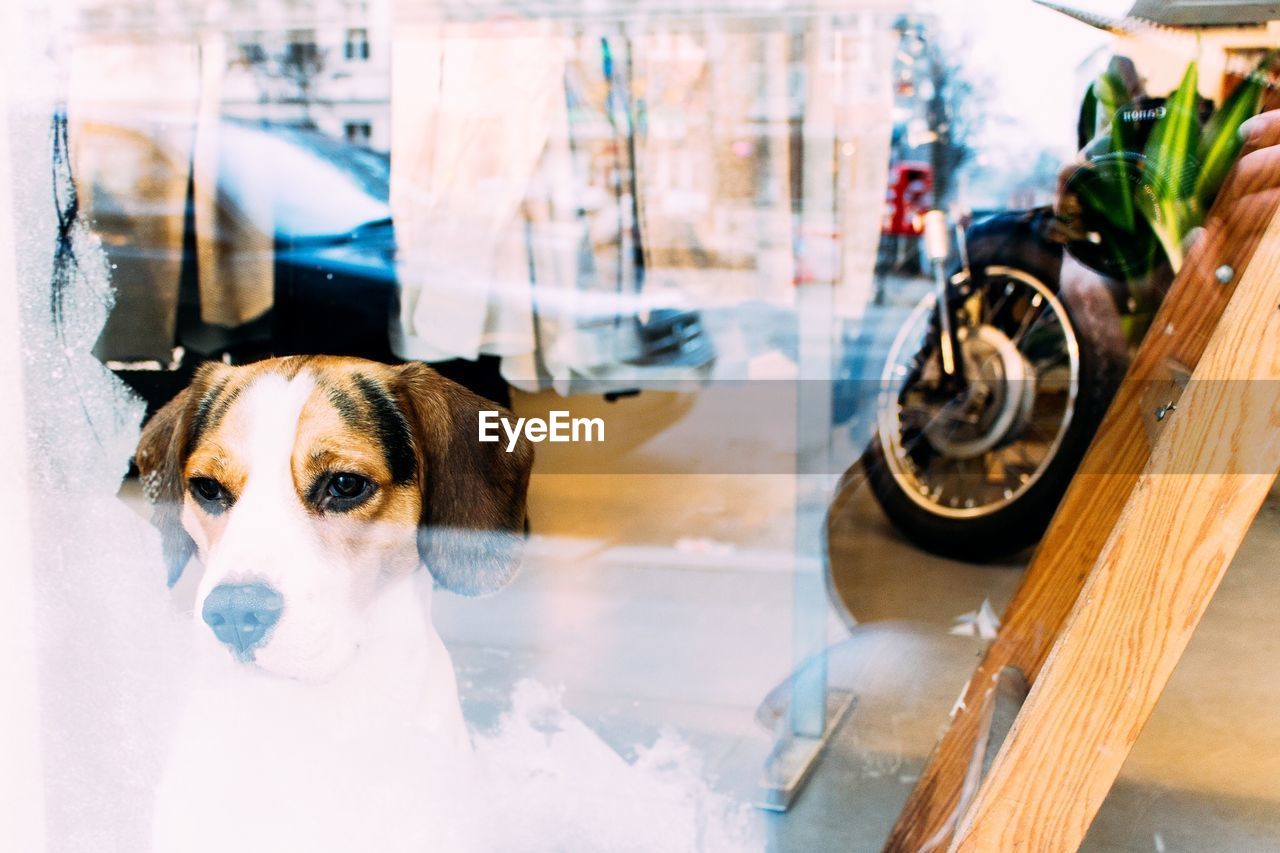 Dog looking through glass window