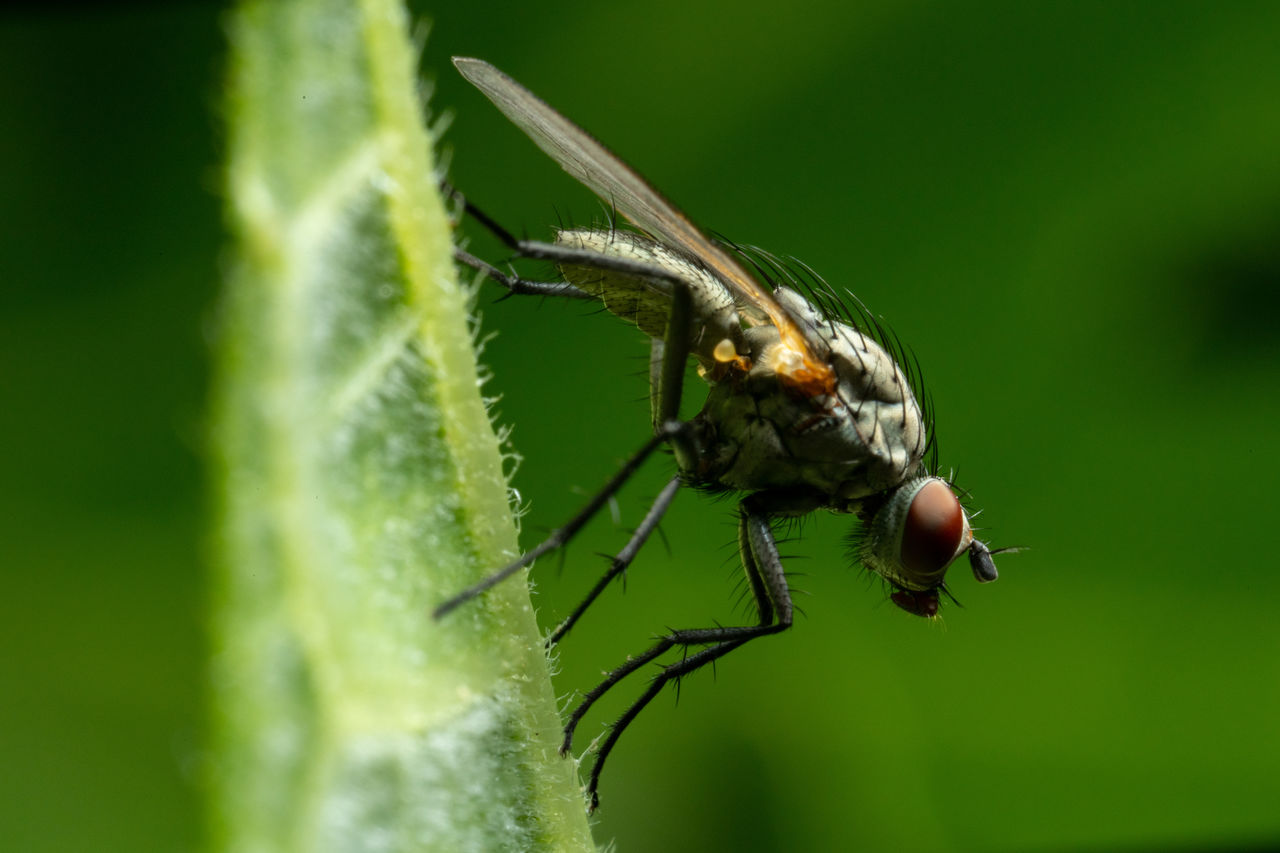 Close-up of fly on leaf