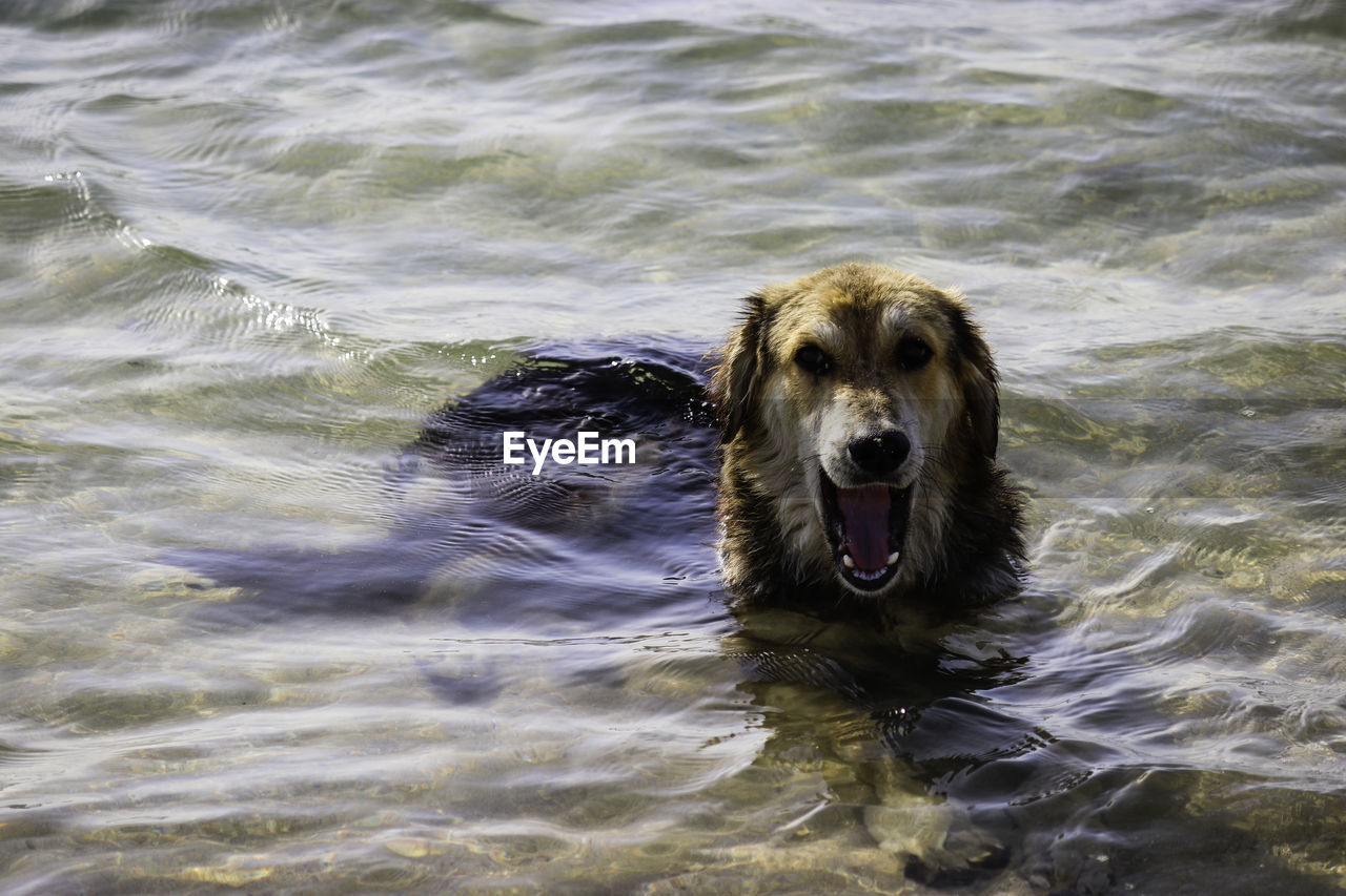 Portrait of dog in the sea