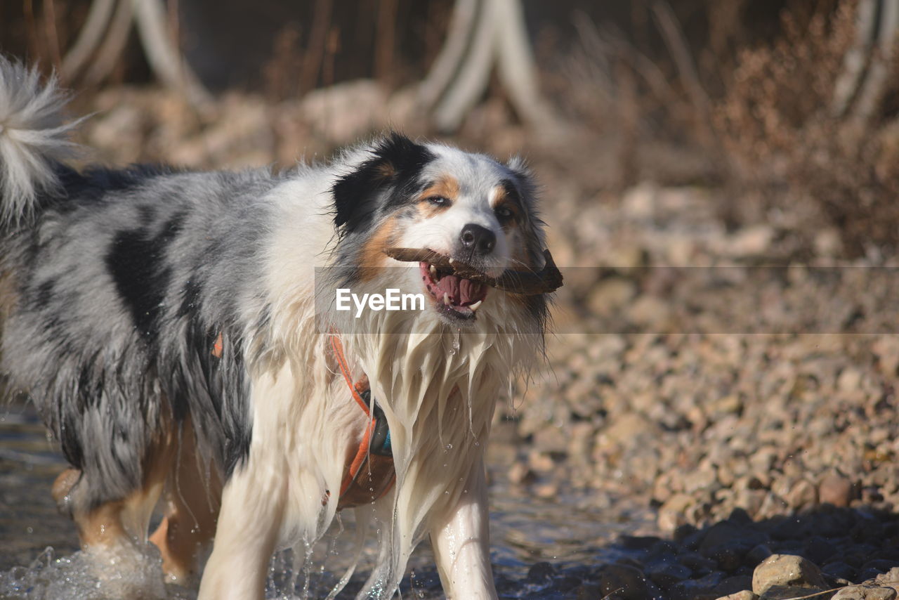 one animal, animal themes, animal, mammal, canine, dog, pet, domestic animals, border collie, nature, no people, motion, focus on foreground, land, sunlight, outdoors, portrait, day, running, animal hair, standing