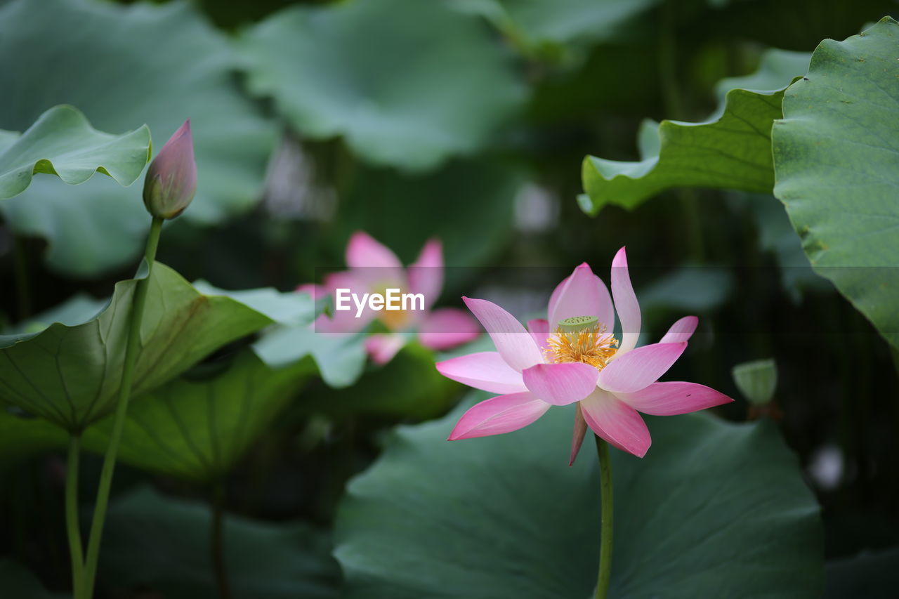 CLOSE-UP OF PINK LOTUS WATER LILY IN GARDEN