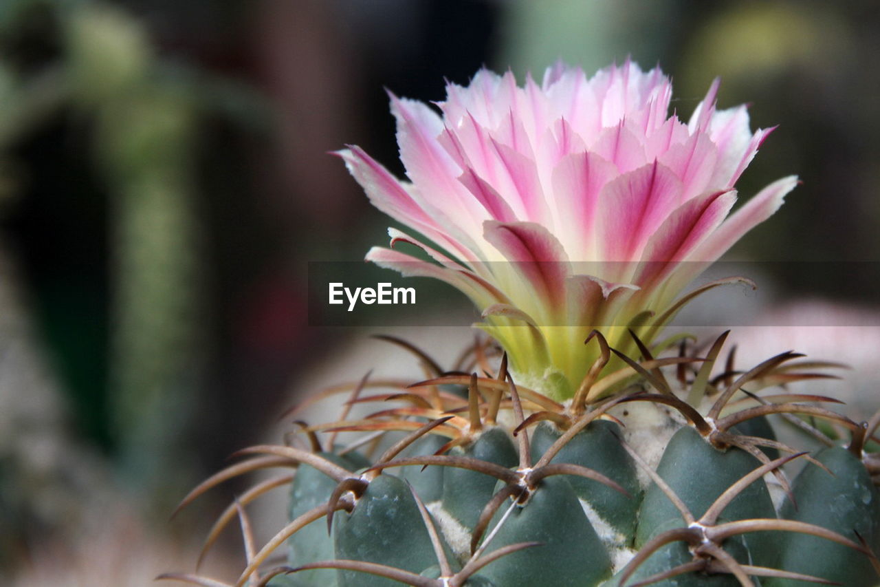 CLOSE-UP OF FLOWER