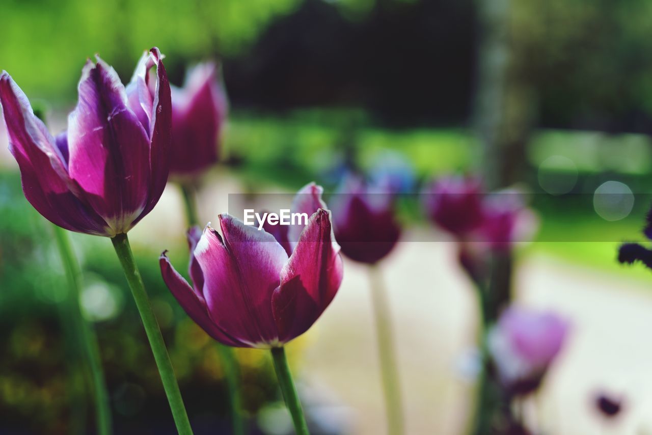 CLOSE-UP OF PINK TULIP FLOWERS