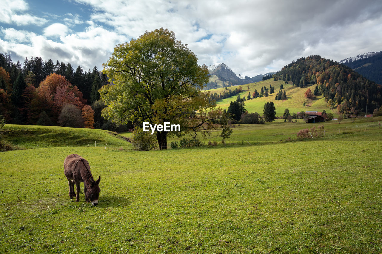 View of an alpine valley with grazing donkey on field