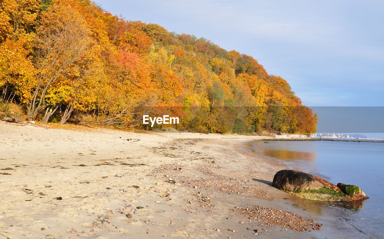 Scenic view of trees growing at beach against sky