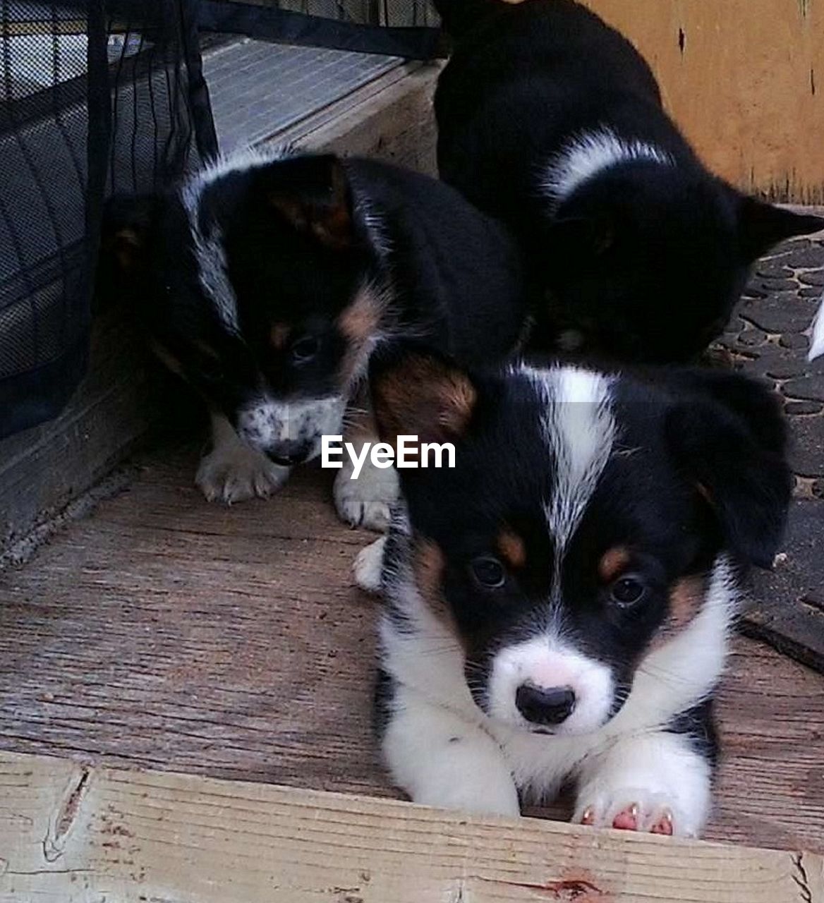 Close-up of pembroke welsh corgi puppies against wall