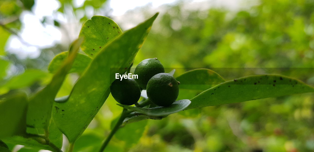 CLOSE-UP OF RAINDROPS ON GREEN TREE