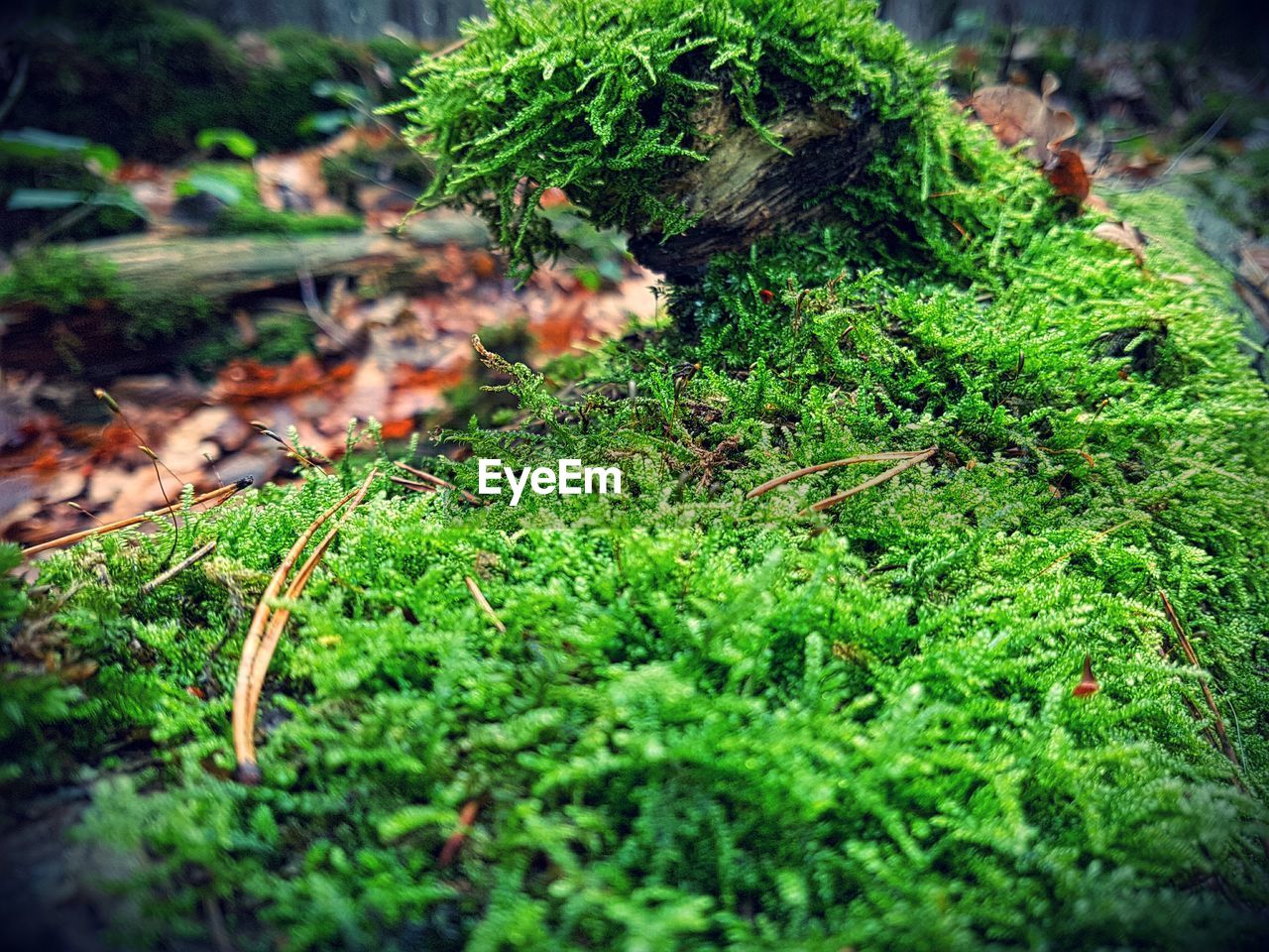 CLOSE-UP OF FRESH GREEN LEAVES