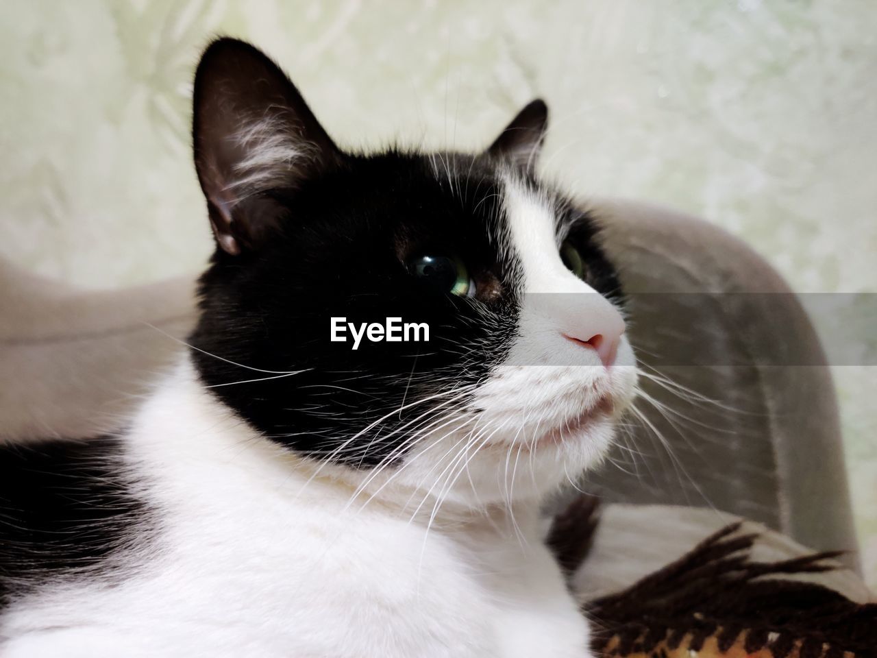 CLOSE-UP OF A CAT