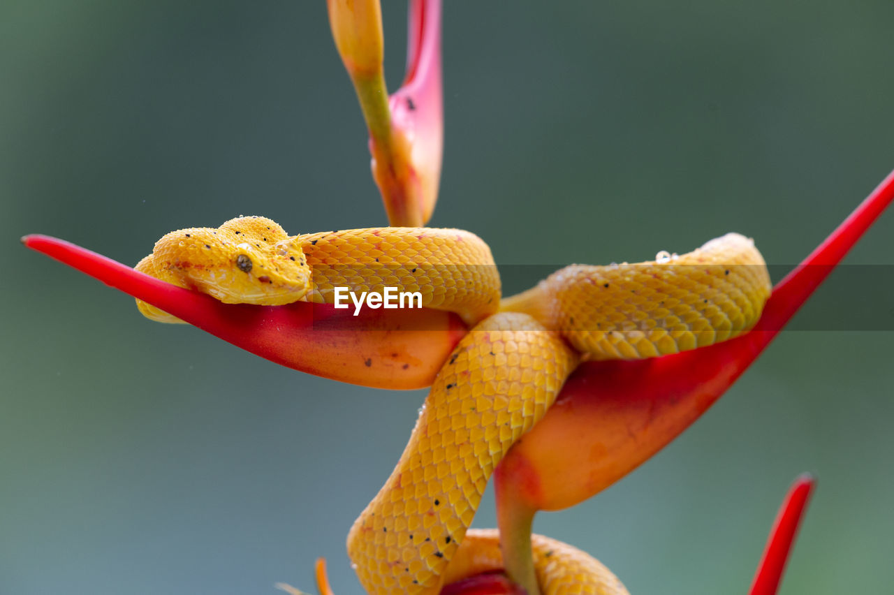 CLOSE-UP OF ORANGE FLOWER