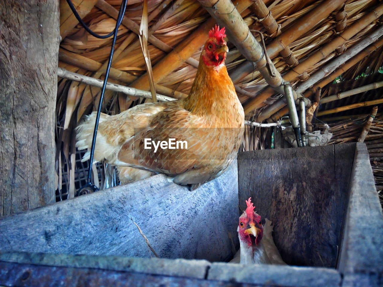 CLOSE-UP OF ROOSTER IN CAGE AT ZOO