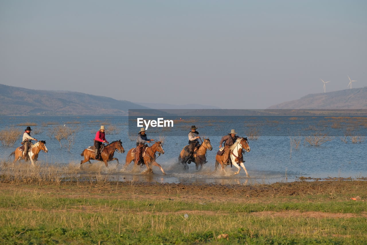 GROUP OF HORSES ON THE LAND