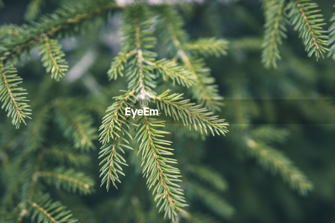 Close-up of pine tree leaves