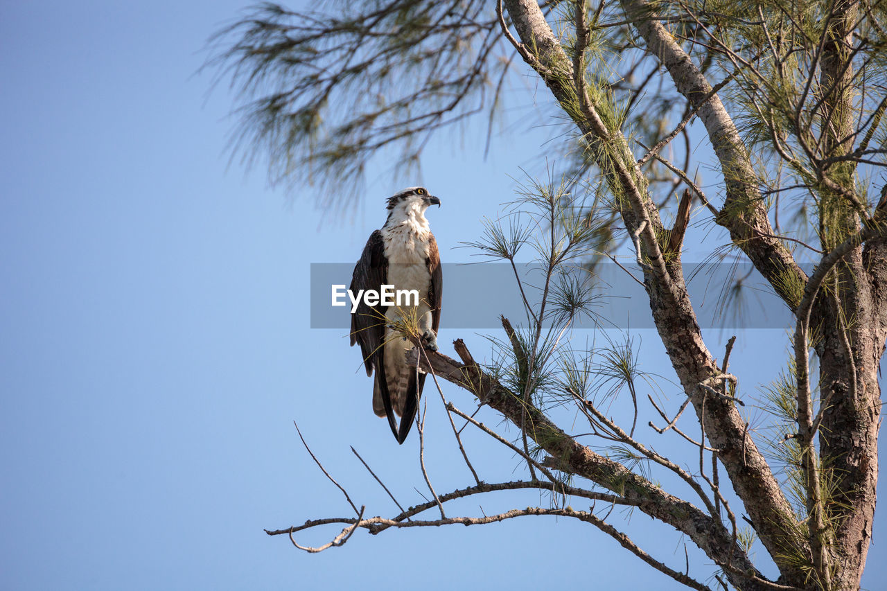 Osprey bird of prey pandion haliaetus perches on a tree at clam pass in naples, florida