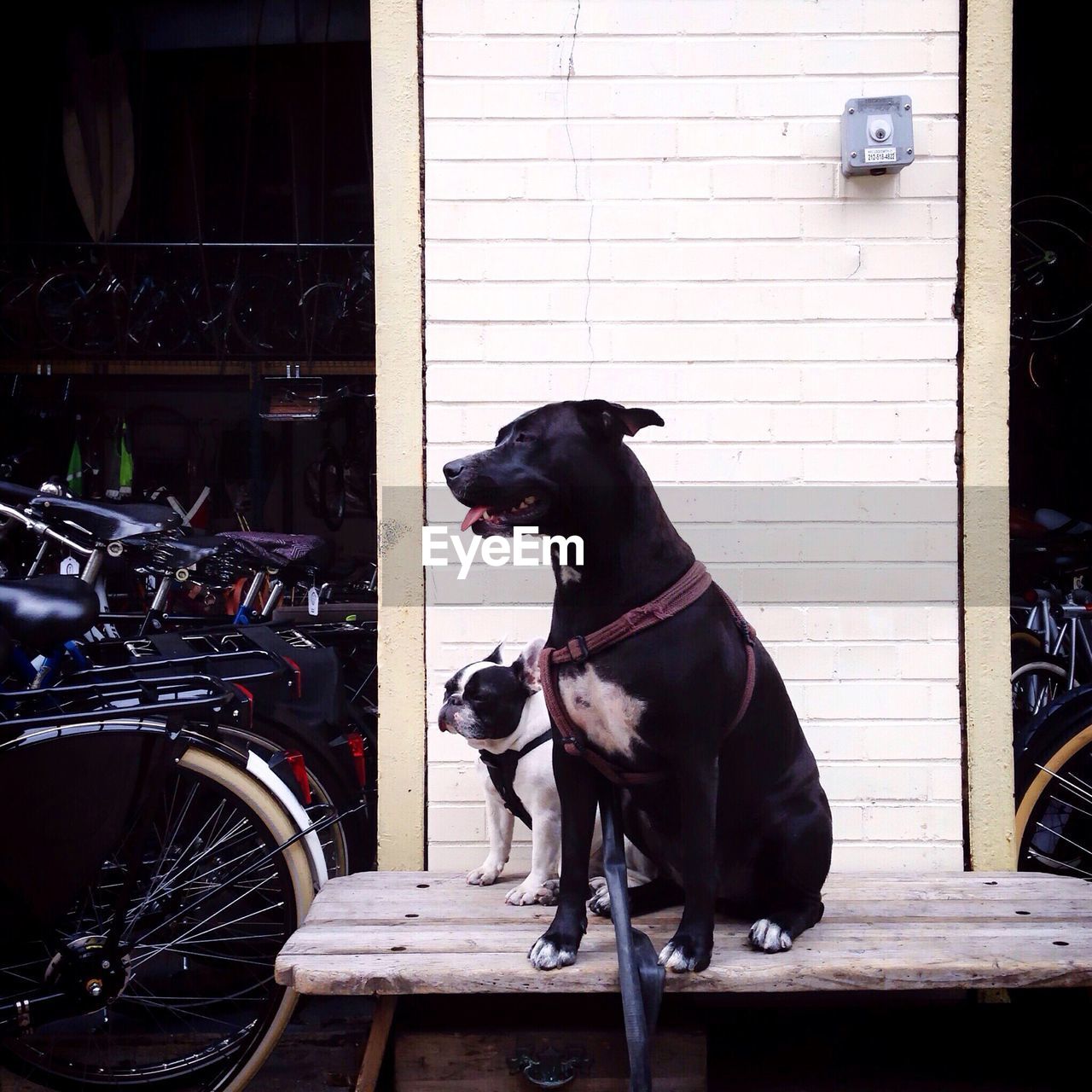 Dogs sitting on wooden plank