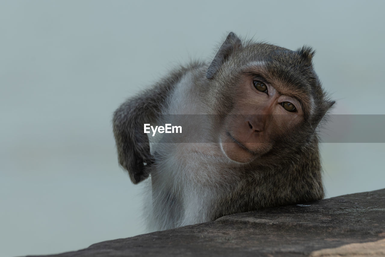 Long-tailed macaque scratching itself behind stone wall