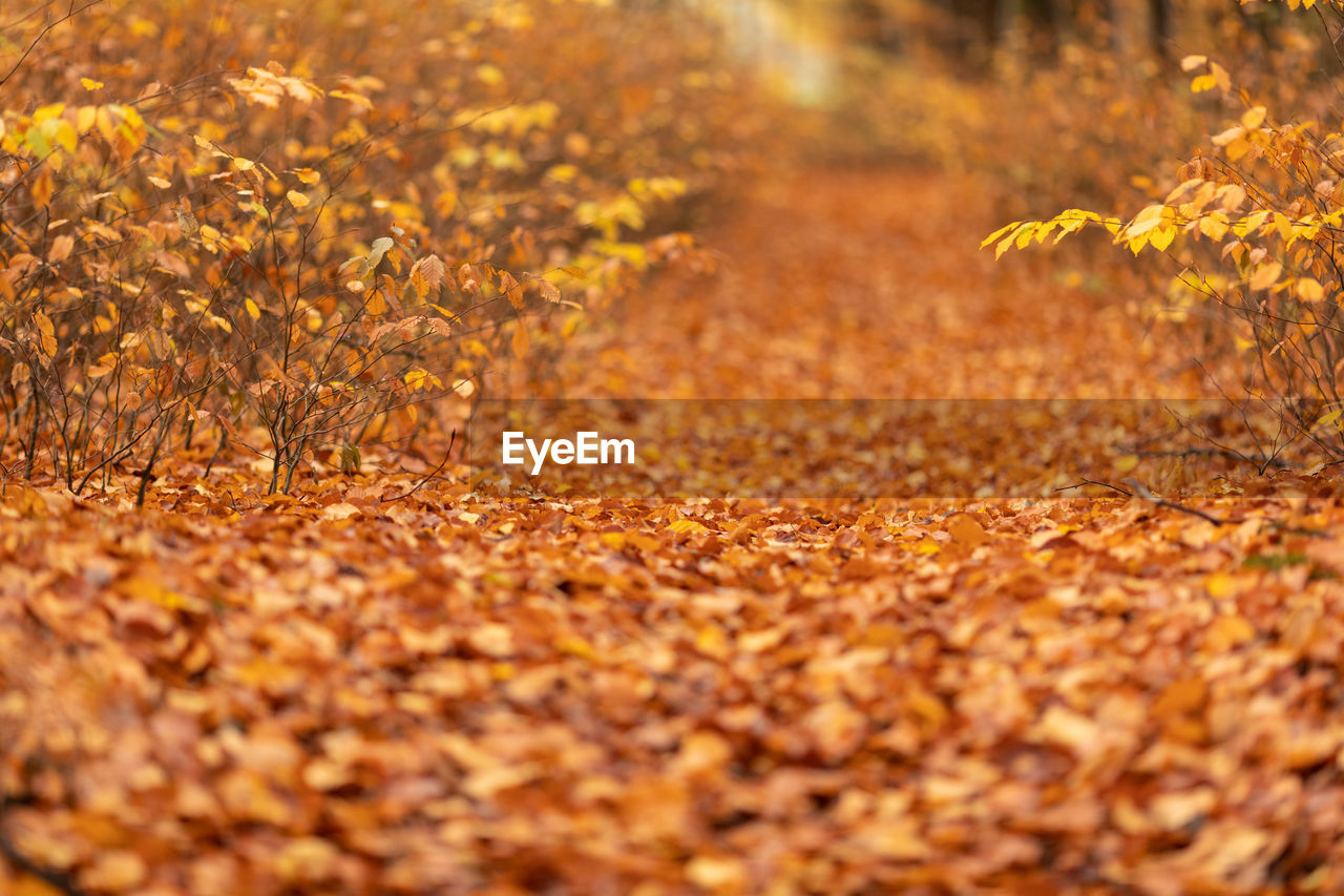 Yellow flowers on field during autumn