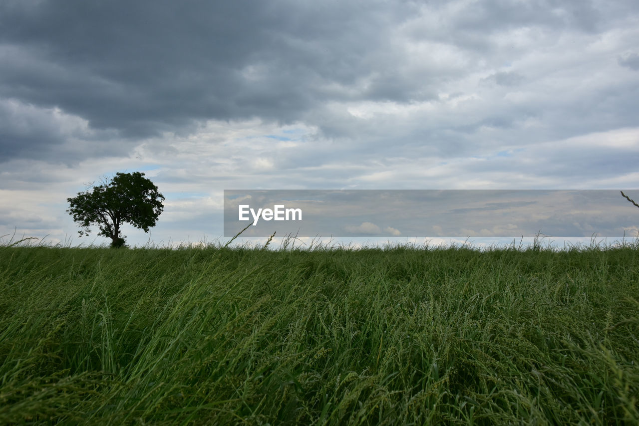 Scenic view of wheat field against sky