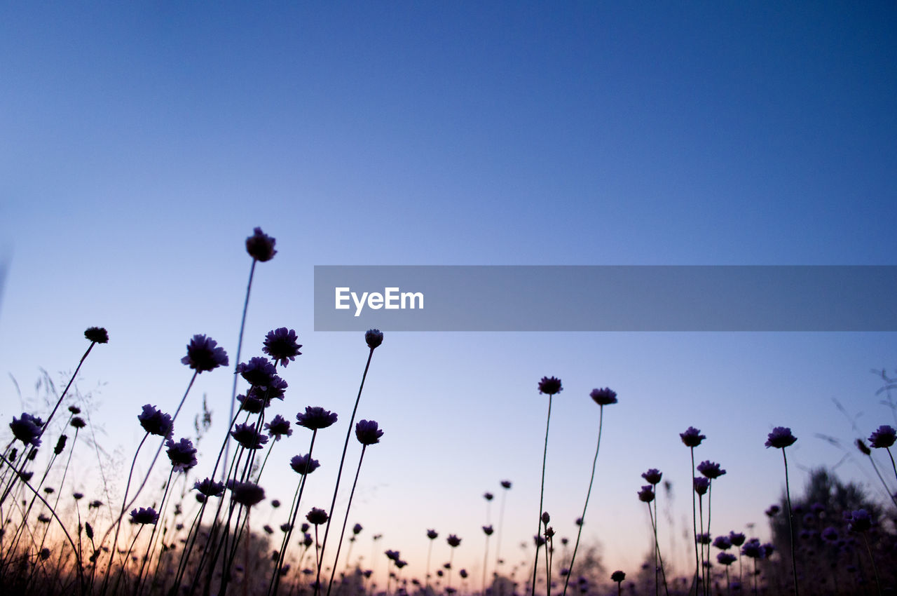 Silhouette flowers growing on field against sky during sunset