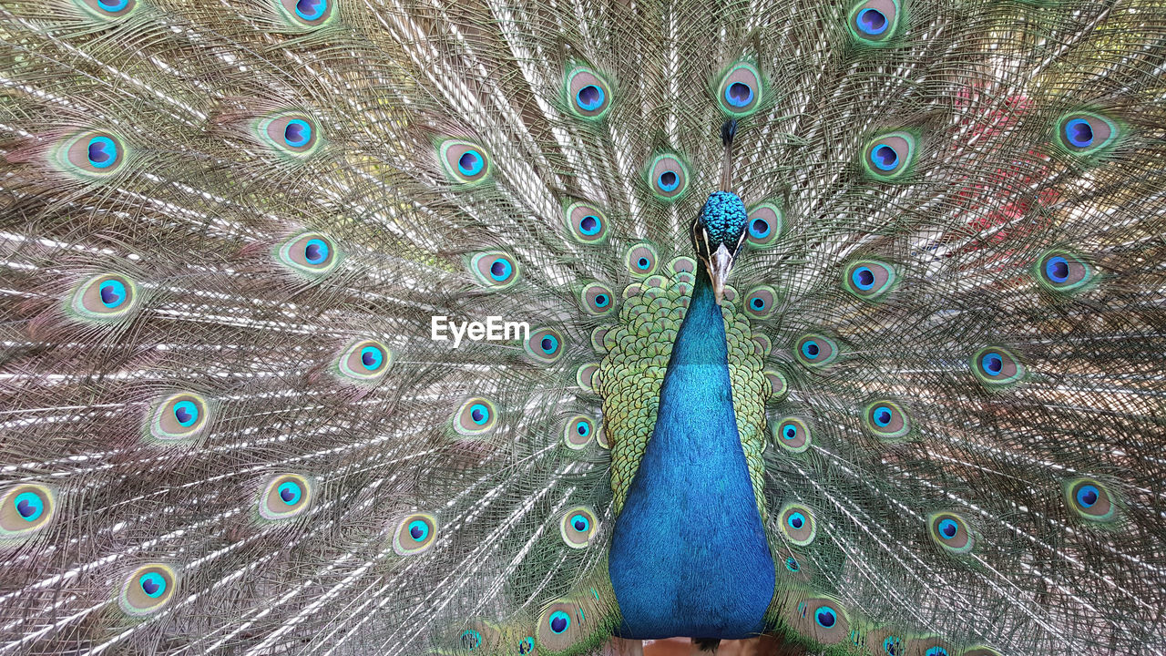 Indian green peafowl, blue peafowl, pavo cristatus, peacocks or peahens fanned out its massive tail.