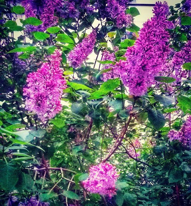 CLOSE-UP OF PINK FLOWERS BLOOMING IN PARK