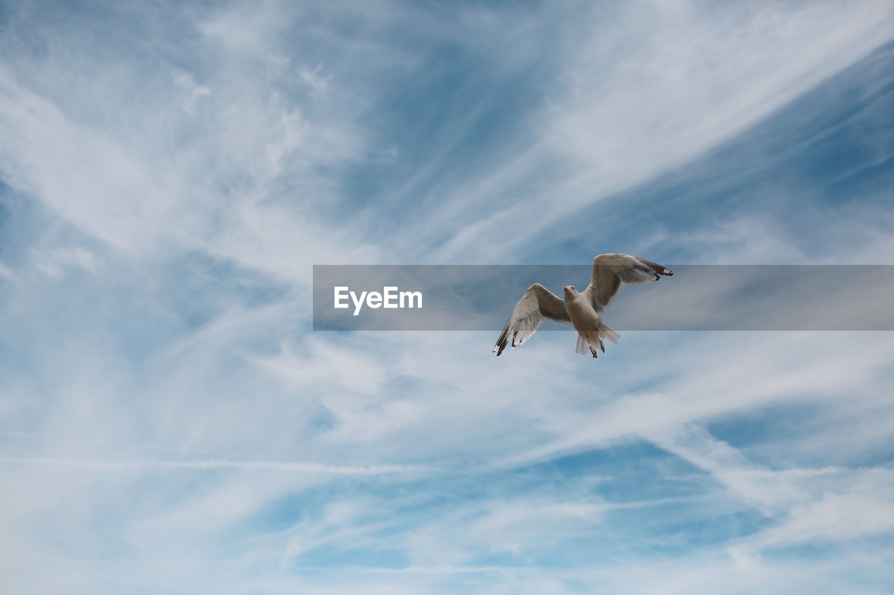 Low angle view of seagull flying against sky