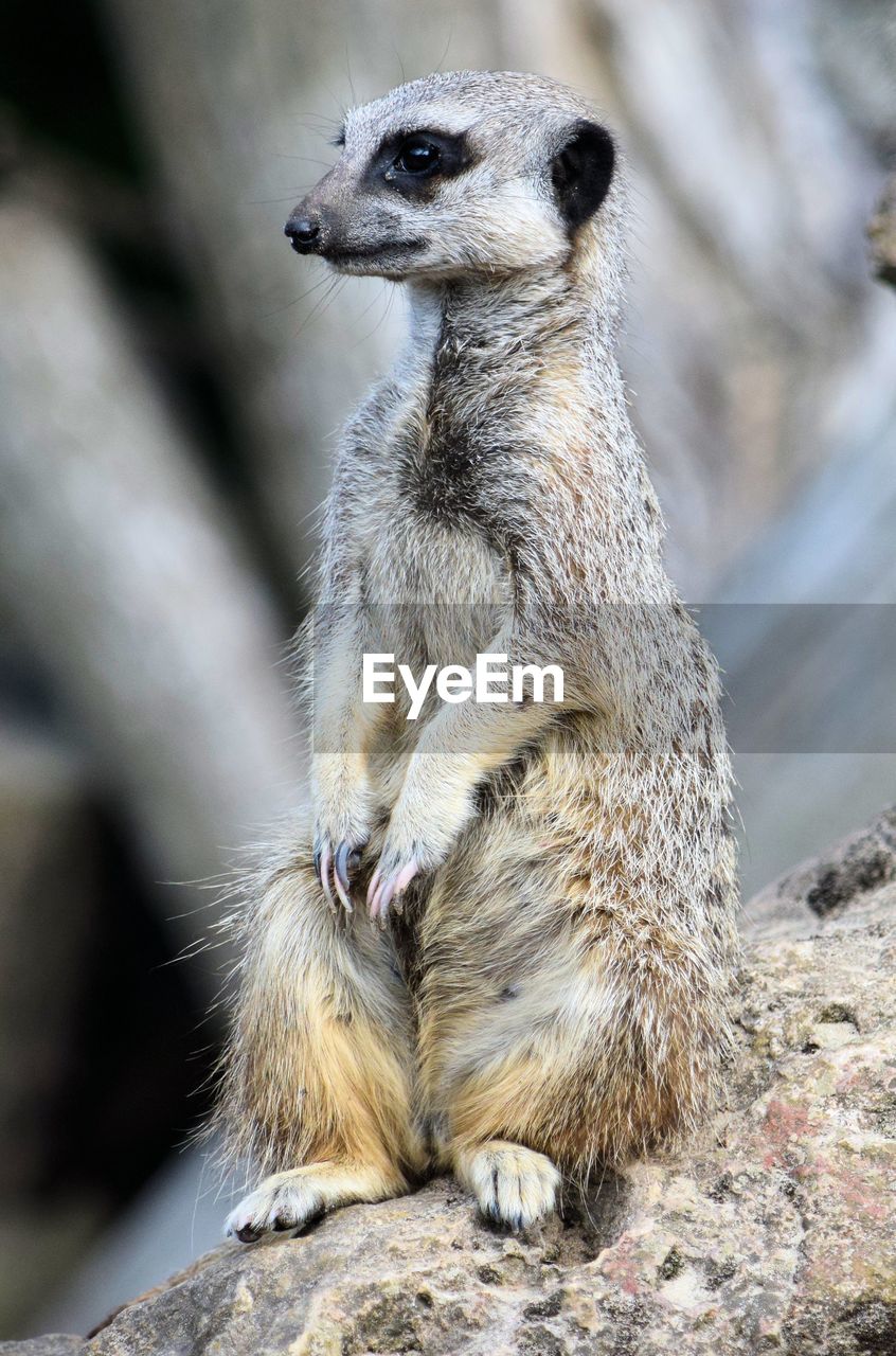 Close-up of meerkat sitting on rock