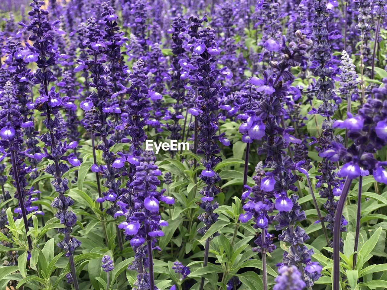 Close-up of purple lavender flowers