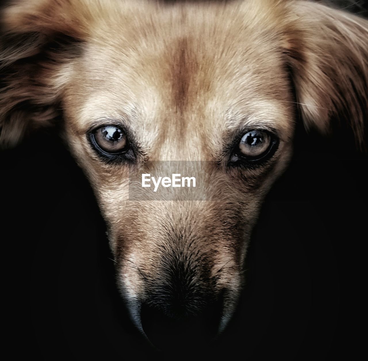 Close-up portrait of dog against black background