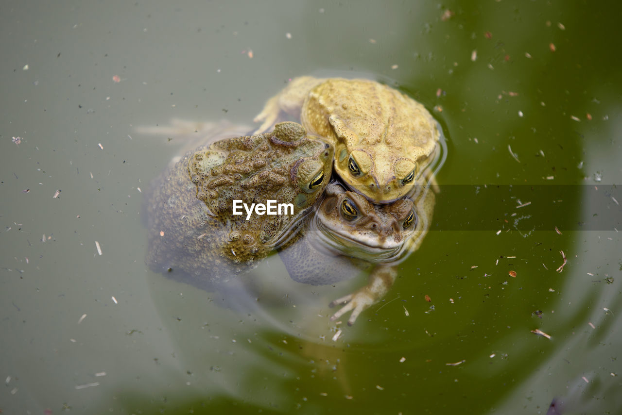 Frogs in pond