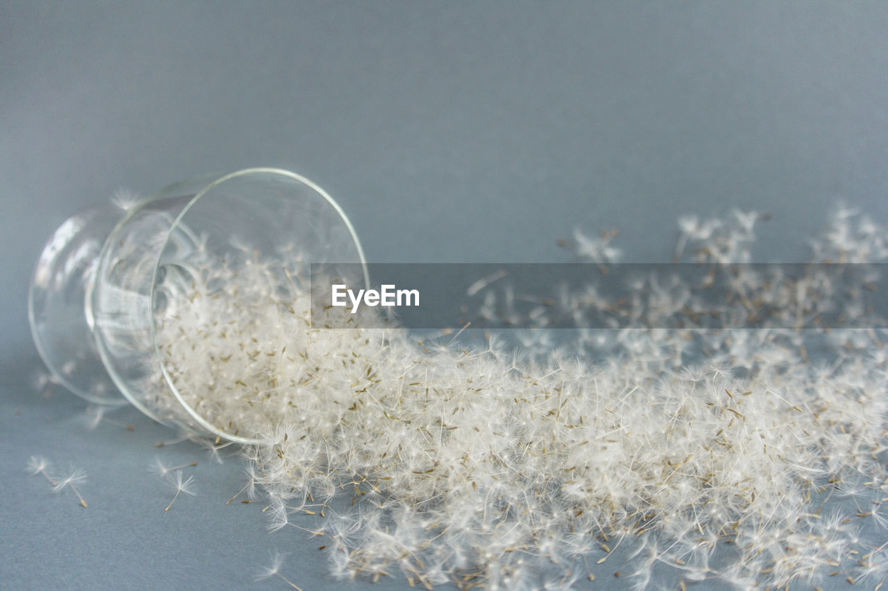 Dandelion seeds in glass