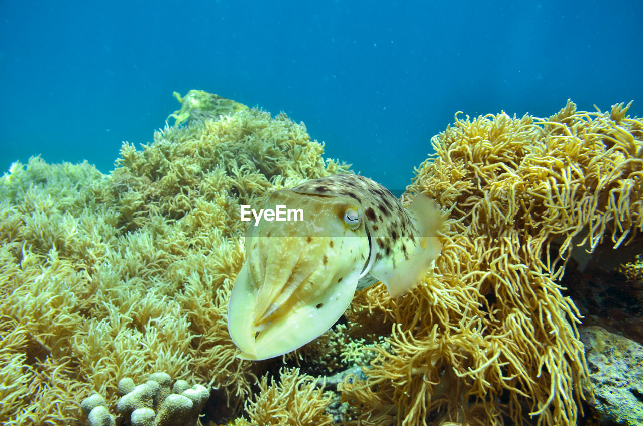 VIEW OF FISH SWIMMING UNDERWATER