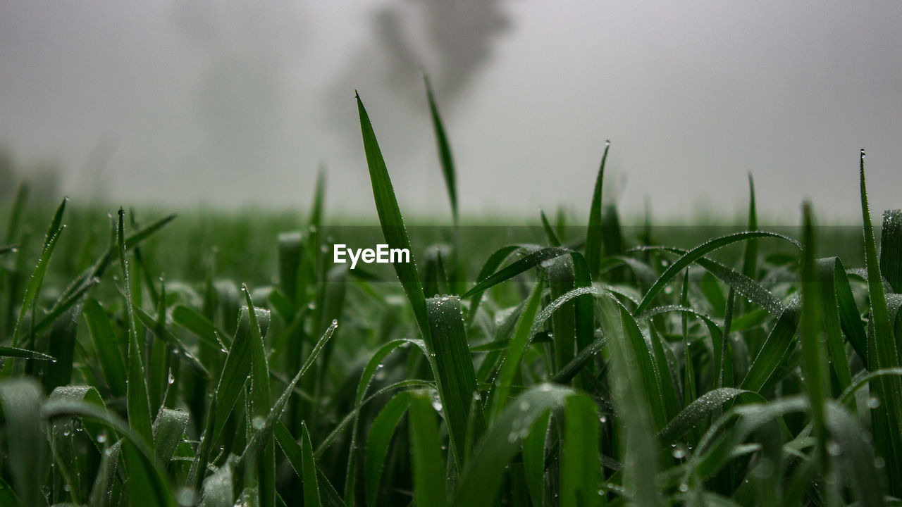 Close-up of wet crops on field