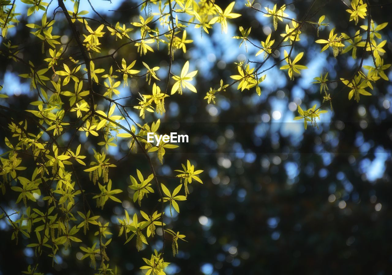 Low angle view of leaves on tree