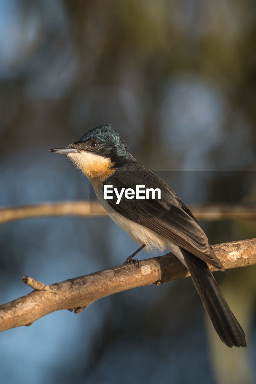 Close-up of bird perching on branch