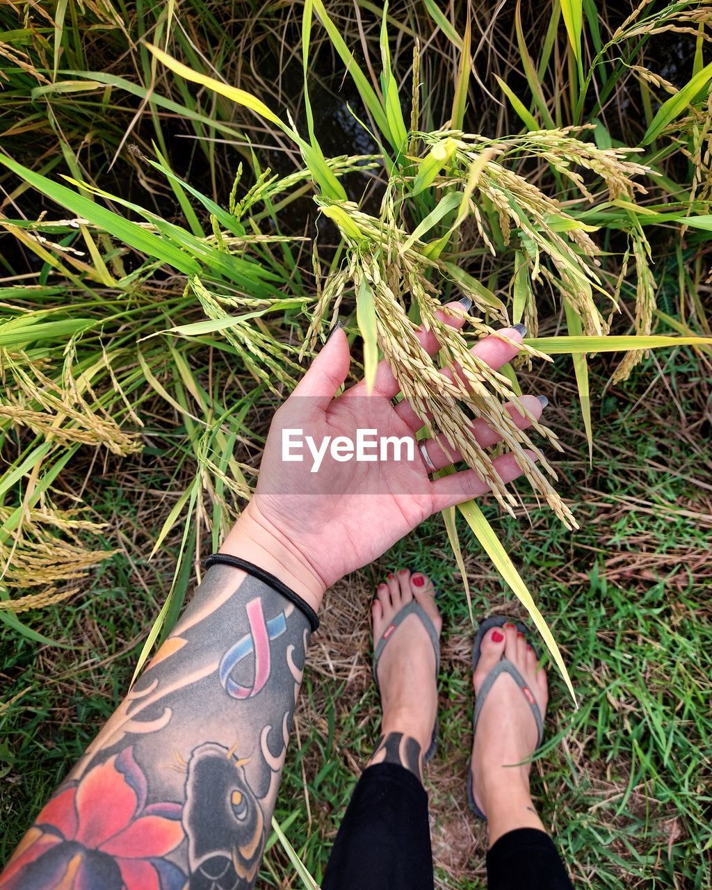 grass, one person, green, plant, personal perspective, flower, high angle view, human leg, lifestyles, low section, nature, soil, adult, field, day, land, leaf, leisure activity, shoe, lawn, hand, women, growth, outdoors, tree, limb, human limb, standing, footwear, men, clothing, directly above