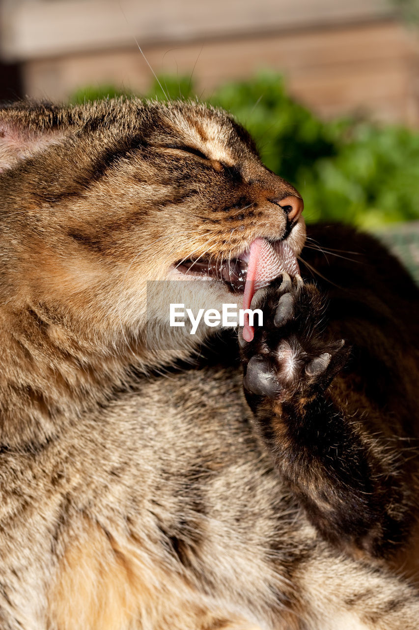CLOSE-UP OF CAT YAWNING IN A MOUTH