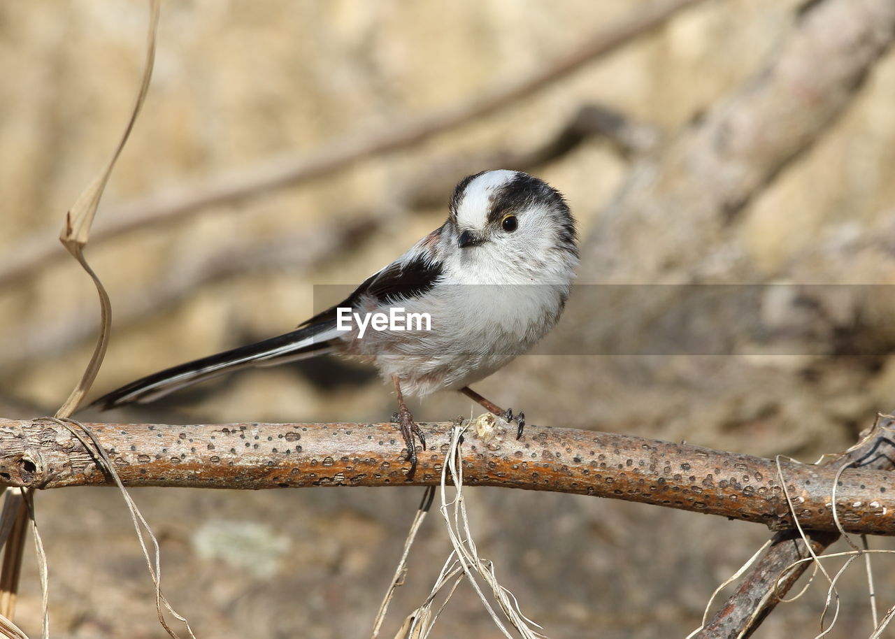 BIRD PERCHING ON A BRANCH