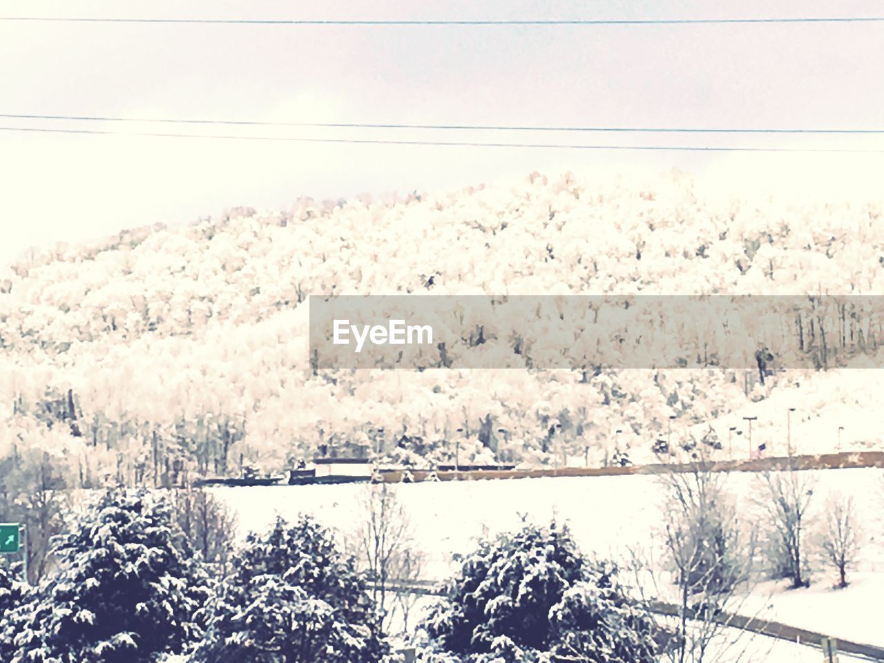 TREES ON SNOW COVERED LANDSCAPE