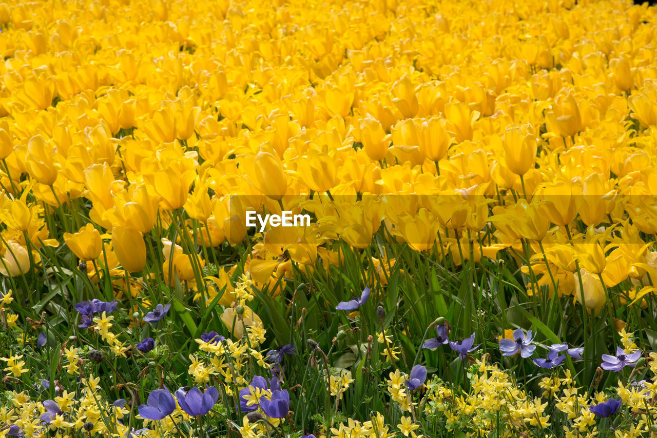 CLOSE-UP OF FRESH YELLOW FLOWERS BLOOMING IN FIELD
