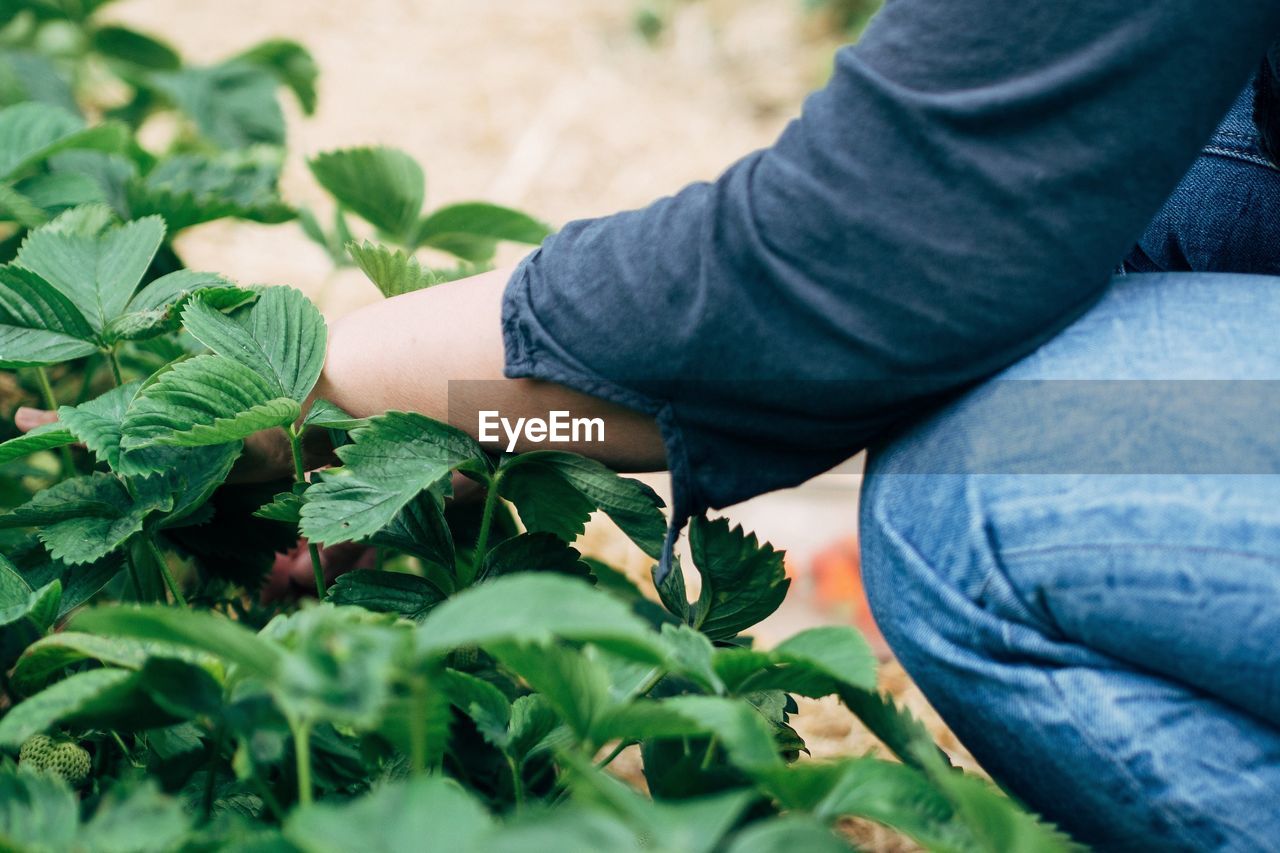 Midsection of woman working in strawberry field