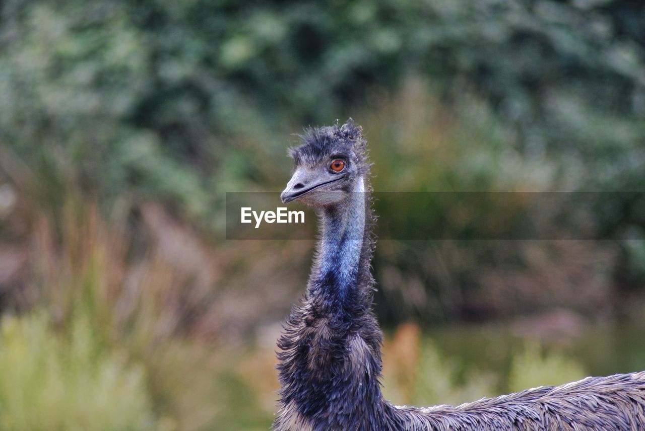 CLOSE-UP OF A BIRD ON A LAND