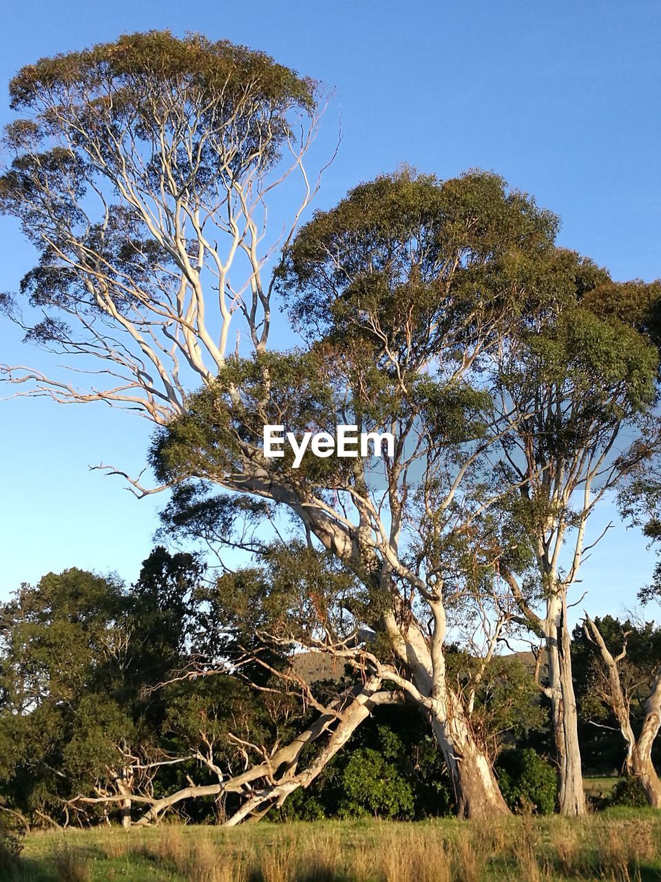 LOW ANGLE VIEW OF TREES ON FIELD AGAINST CLEAR BLUE SKY