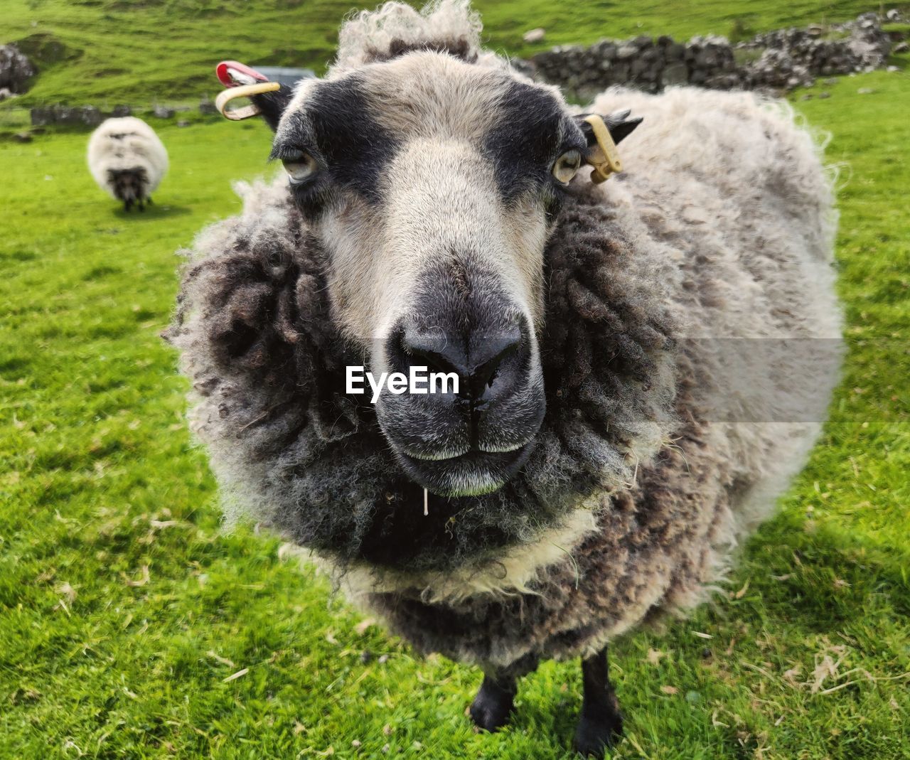 Portrait of sheep on grass looking straight at you with sheep in background