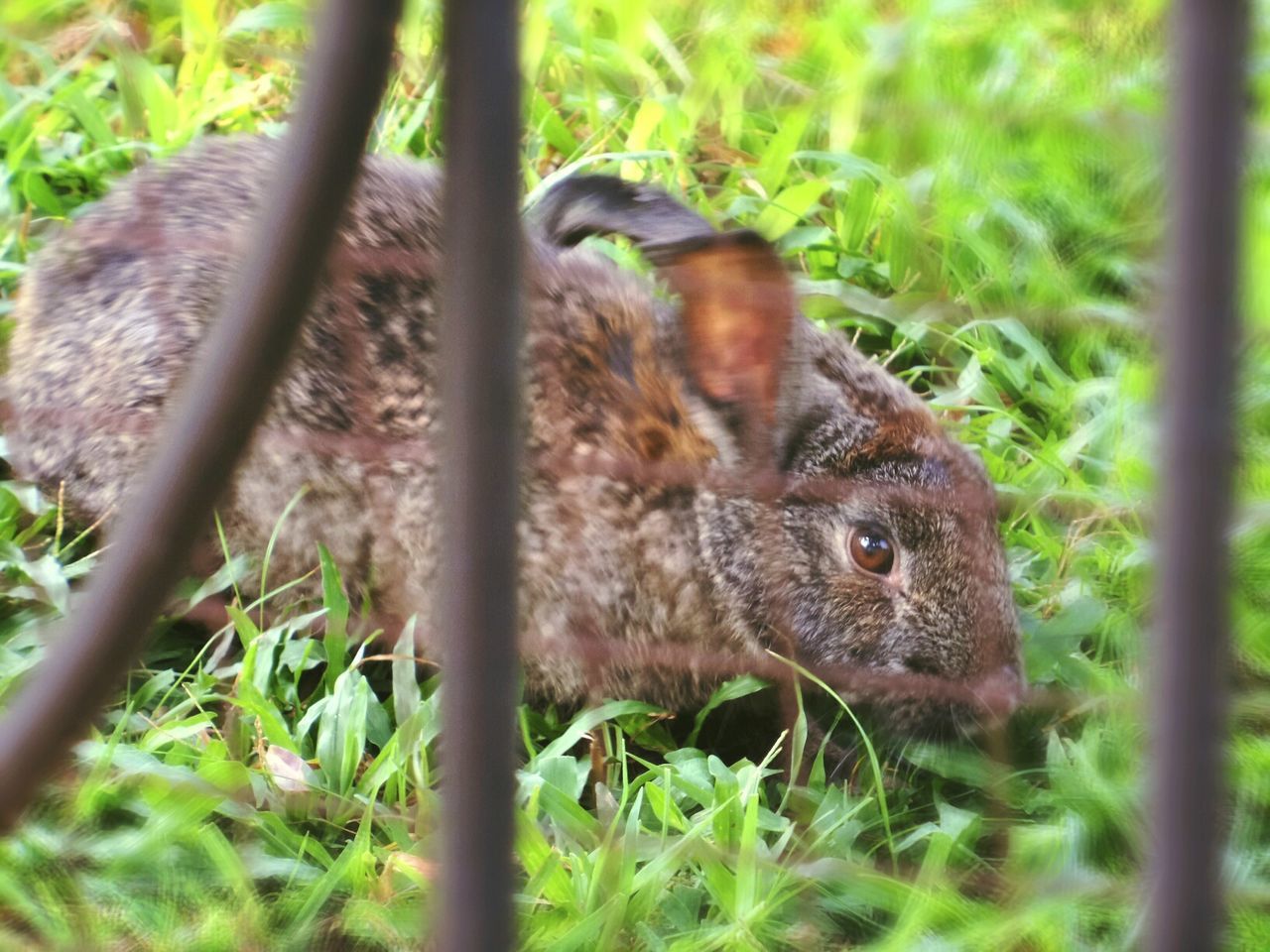 Close-up of rabbit in cage