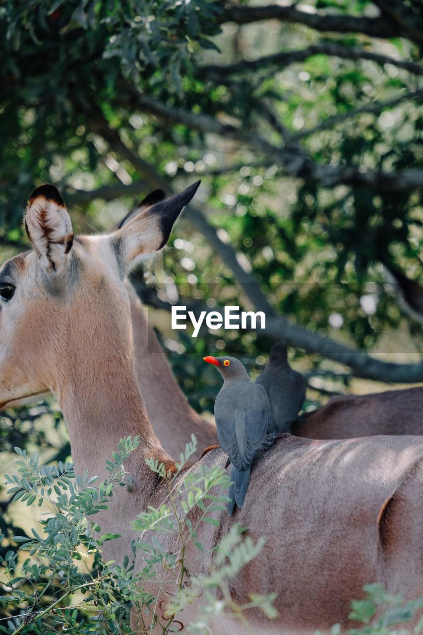Red-billed oxpeckers sitting on an impala