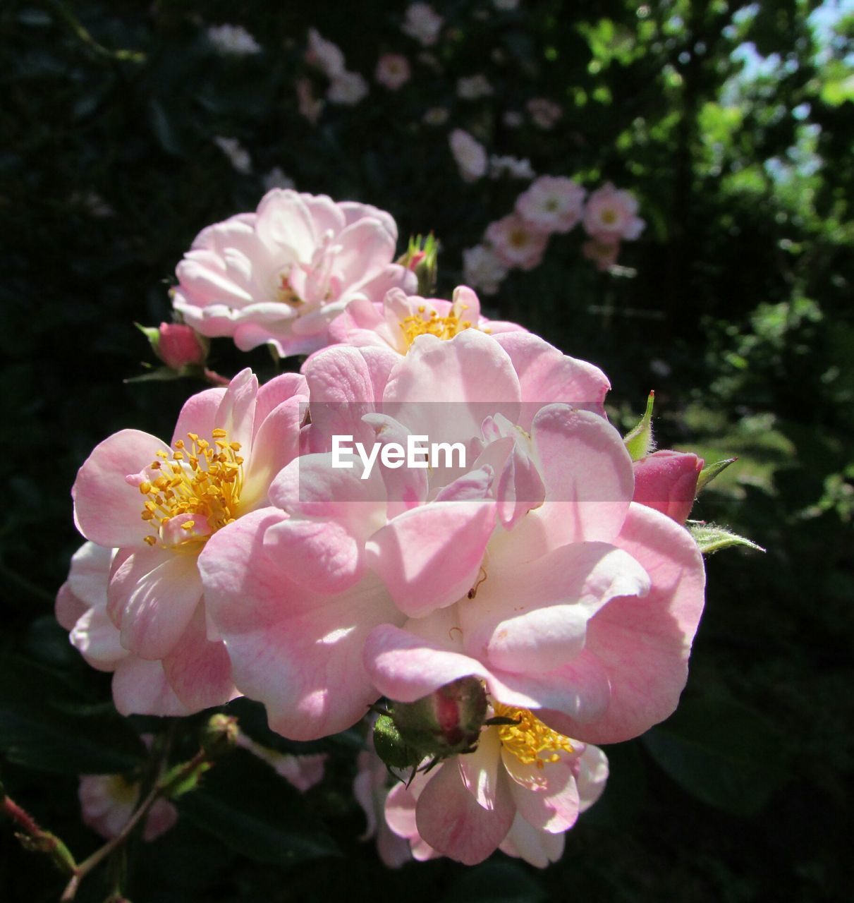 Close-up of pink flowers