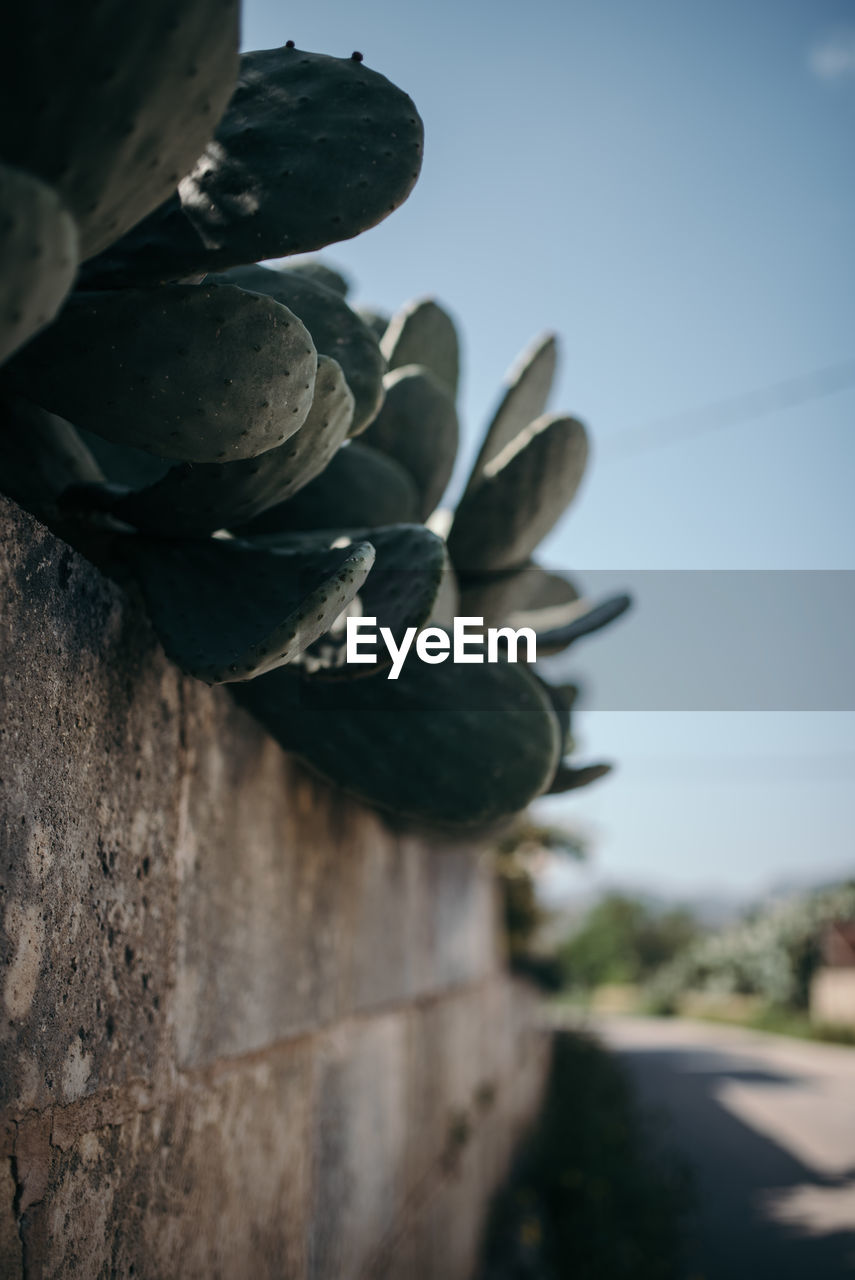 Plants growing on wall